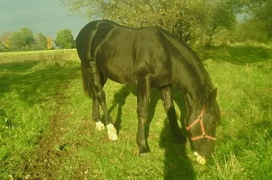 Sprzedam konie