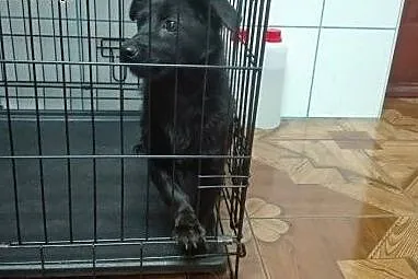 ZUZIA- łagodna, młoda mini suczka do adopcji!,  ma