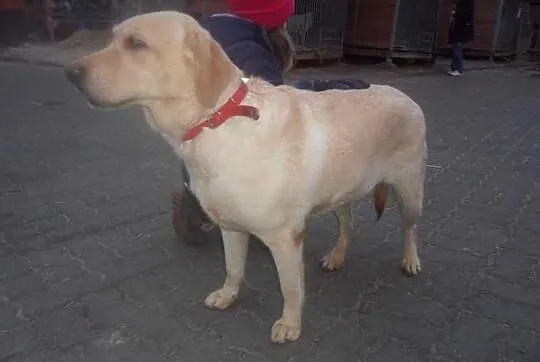 Biszkoptowa suczka labradora szuka domu