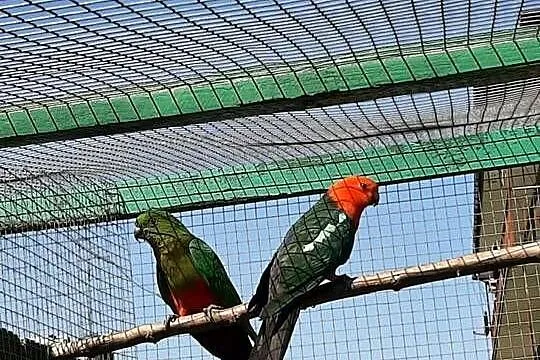 Szkarłatki (papugi królewskie) para lęgowa 23r, Małopolskie, Skała