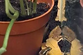Epipedobates anthonyi