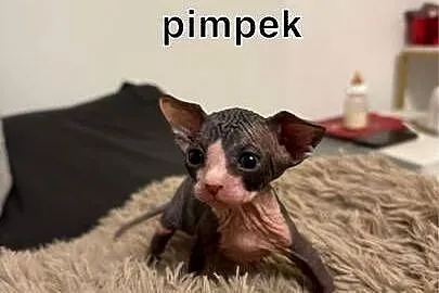 kociaki sfinks kanadyjski sfinksy kocurki koty kotka, Mazowieckie, Skuszew