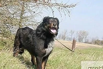 Sunia w średnim wieku szuka pilnie dobrego domku na zawsze, Mazowieckie, Warszawa