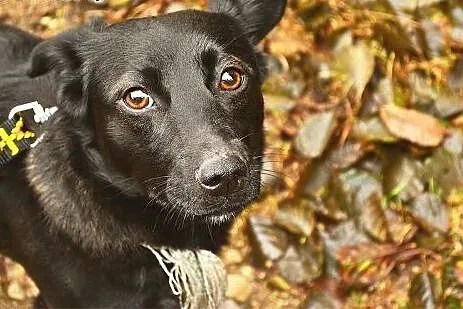 Cudna i kochana Malinka czeka na DOM,  podlaskie B