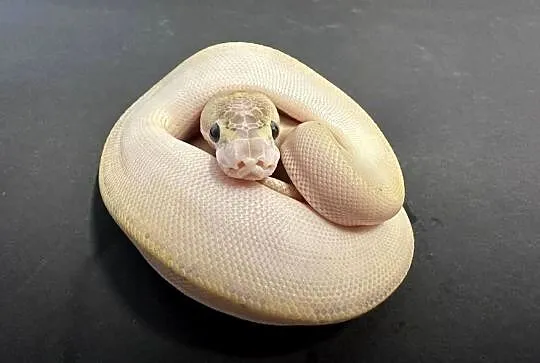 Pyton regius - Ivory samiczka