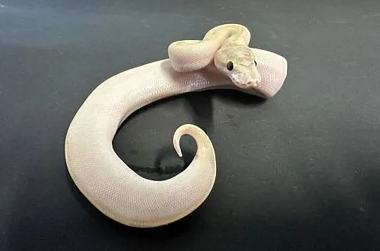 Pyton regius - Ivory samiczka, Kujawsko-pomorskie, Bydgoszcz