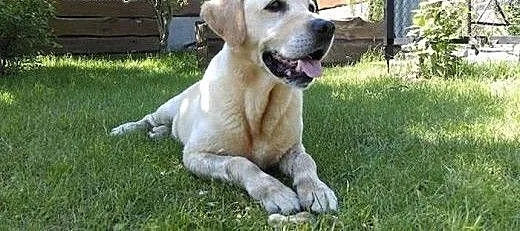 Baron – biszkoptowy labrador do adopcji,