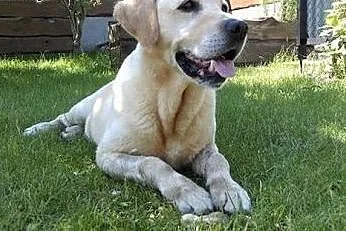 Baron &#8211; biszkoptowy labrador do adopcji,