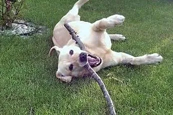 Baron &#8211; biszkoptowy labrador do adopcji,