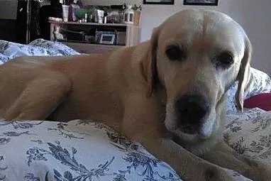 Baron &#8211; biszkoptowy labrador do adopcji,