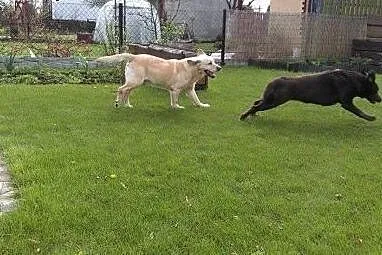 Baron &#8211; biszkoptowy labrador do adopcji,