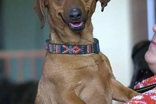 Jamniczka Kropka do adopcji