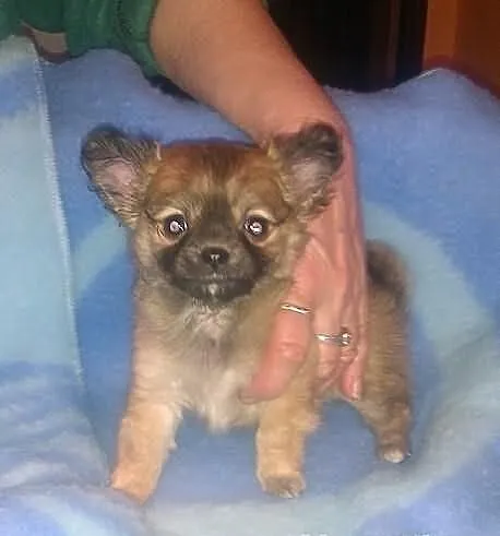 Chihuahua maleńki piesek rodowód FCI Łódź