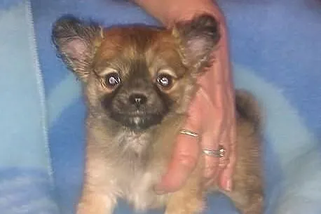 Chihuahua maleńki piesek rodowód FCI Łódź