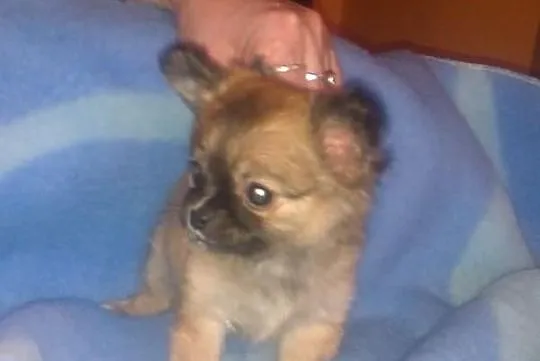 Chihuahua maleńki piesek rodowód FCI Łódź