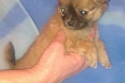 Chihuahua maleńki piesek rodowód FCI Łódź