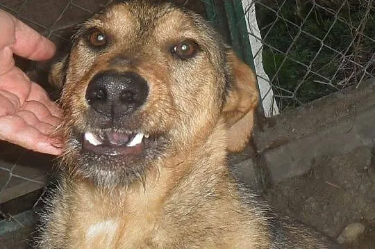 Młody, cudny i bezkonfliktowy psiak szuka pilnie d