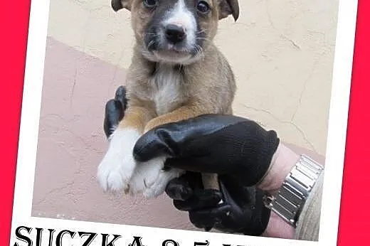 Szczeniak w schronisku,suczka mała lub średnia docelowo.ADOPCJA,  dolnośląskie Wrocław
