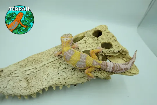 Agama brodata Gekon Jaszczurka dla początkującego zbożówka, , Błonie