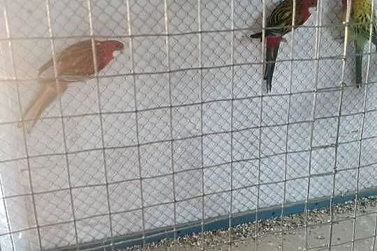 Sprzedam rozelle białolicą