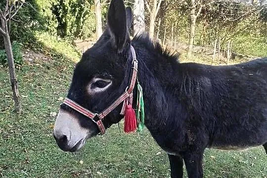 Sprzedam Oślice