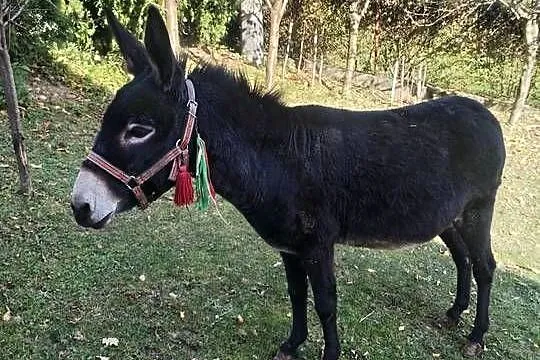 Sprzedam Oślice, Małopolskie, Przysietnica