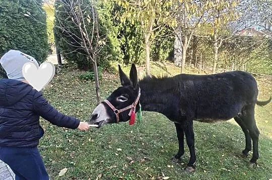Sprzedam Oślice, Małopolskie, Przysietnica