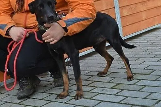Spajki pilnie szuka kochającego domu!!!,  dolnośląskie Wrocław