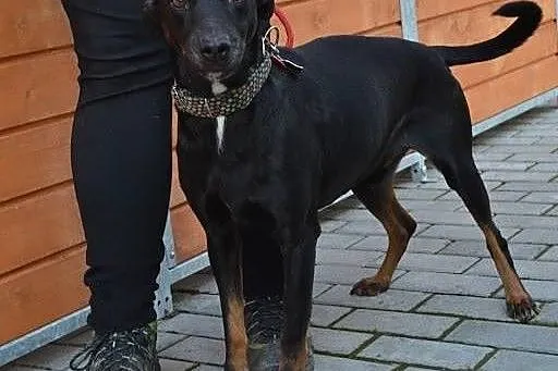Spajki pilnie szuka kochającego domu!!!,  dolnoślą