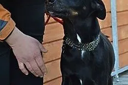 Spajki pilnie szuka kochającego domu!!!,  dolnoślą