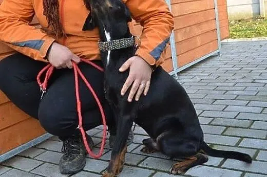 Spajki pilnie szuka kochającego domu!!!,  dolnoślą