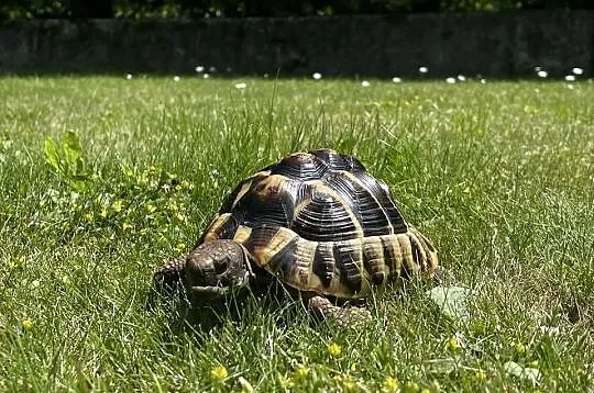 Żółw grecki Testudo hermanni samiec