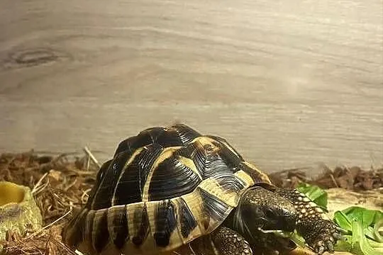 Żółw grecki Testudo hermanni samiec, Małopolskie, Nowy Sącz