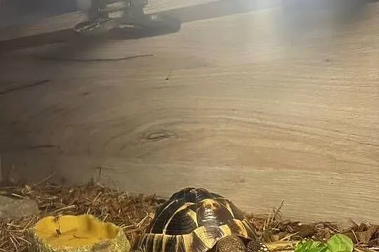 Żółw grecki Testudo hermanni samiec, Małopolskie, Nowy Sącz