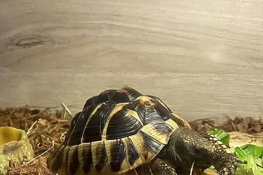Żółw grecki Testudo hermanni samiec, Małopolskie, Nowy Sącz