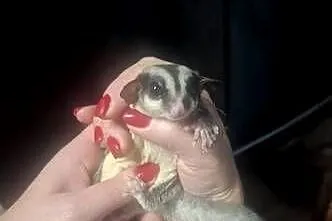 Sprzedam lotopałanke, Zachodniopomorskie, Ustronie Morskie