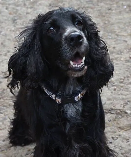LOLA urocza spanielkado adopcji, małopolskie Krak