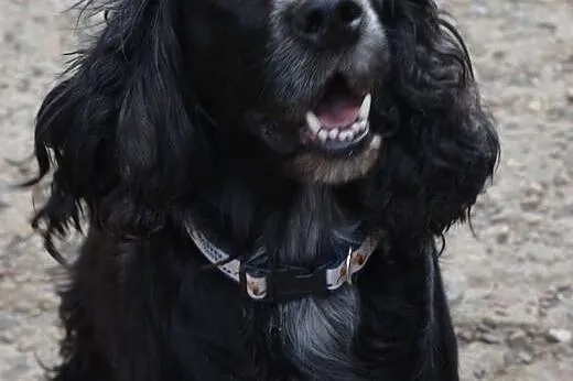 LOLA urocza spanielkado adopcji,  małopolskie Krak