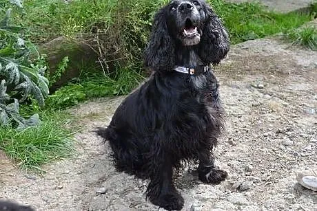 LOLA urocza spanielkado adopcji,  małopolskie Krak