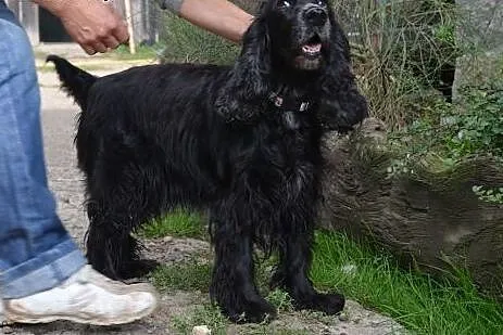 LOLA urocza spanielkado adopcji,  małopolskie Krak
