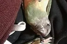 Afrykanka senegalska - papuga oswojona, młoda, ręc, Gdynia