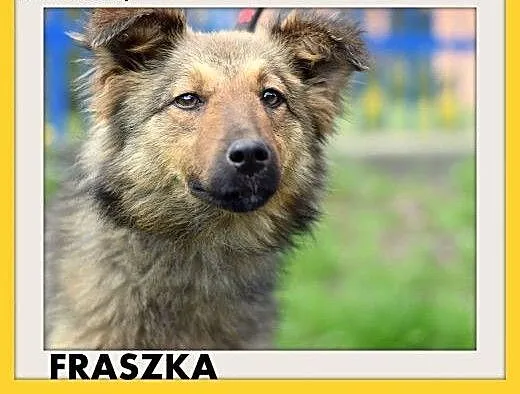 FRASZKA,średnia,młoda,łagodna,spokojna suczka.ADOP