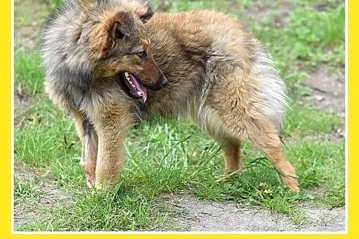 FRASZKA,średnia,młoda,łagodna,spokojna suczka.ADOP