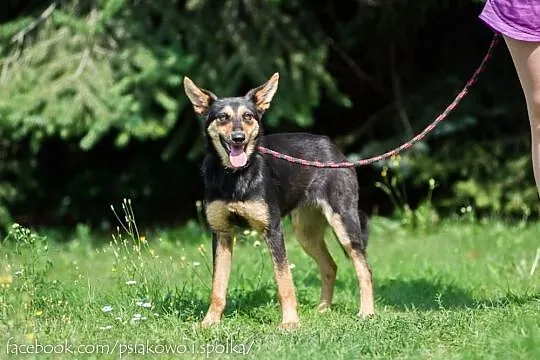 Młodziutka Cloe, wpatrzona w człowieka suczka do pokochania!