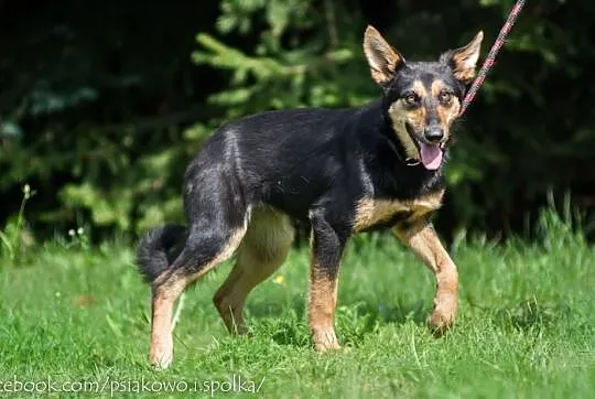 Młodziutka Cloe, wpatrzona w człowieka suczka do p