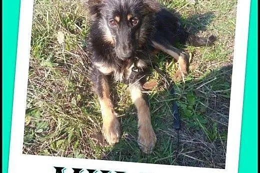 6-cio miesięczna,cudna Mika do ADOPCJI !, małopolskie Kraków