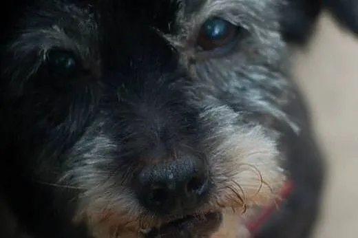 Balbinka - delikatna, spokojna mikrosunia - 5 kg! ADOPCJA,  Kundelki cała Polska