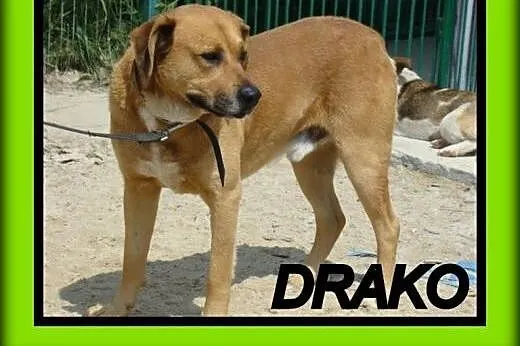 DUŻY,SPOKOJNY,GŁADKOWŁOSY  DRAKO ADOPCJA !,  małopolskie Tarnów