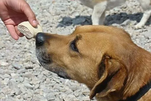 DUŻY,SPOKOJNY,GŁADKOWŁOSY  DRAKO ADOPCJA !,  małop