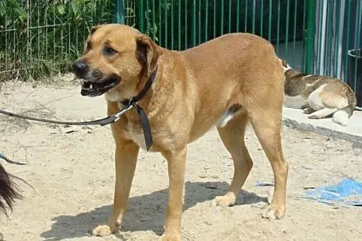 DUŻY,SPOKOJNY,GŁADKOWŁOSY  DRAKO ADOPCJA !,  małop